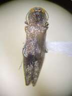 Image of Hackberry Agrilus