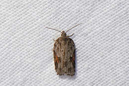 Image of Acleris ptychogrammos Zeller 1875