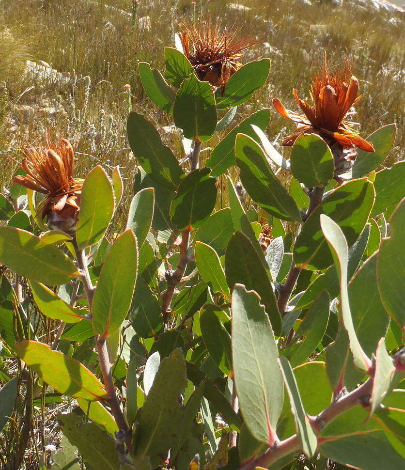 Image of water sugarbush