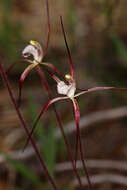 Image of Caladenia denticulata subsp. rubella A. P. Br. & G. Brockman