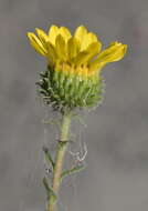 Слика од Grindelia hirsutula Hook. & Arn.