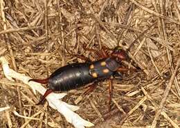 Image of Two-spotted Earwig