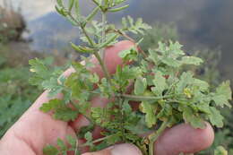 Image of Southern Marsh Yellowcress