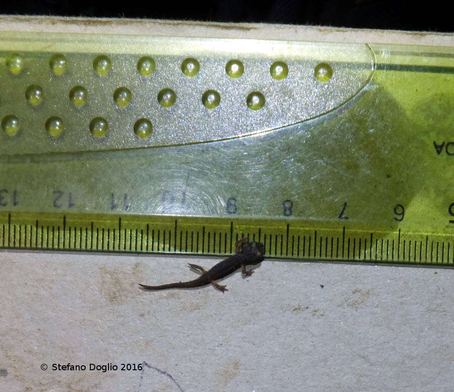 Image of spectacled salamander