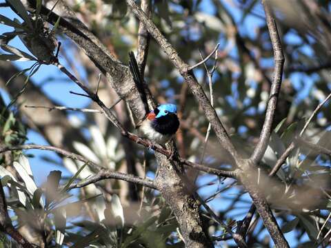 Image of Variegated Fairy-wren