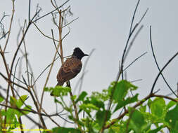 Image of Sri Lankan Red-vented Bulbul