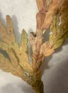 Image of American thuja shoot moth