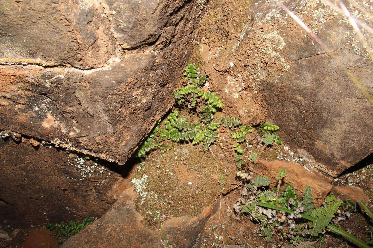 Image of Asplenium subglandulosum (Hook. & Grev.) Salvo, Prada & T. E. Diaz