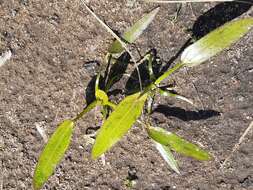 Image of Sagittaria natans Pall.