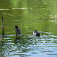 Image of Tufted Duck