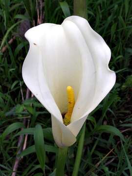 Image of Spotted-leaved arum lily