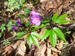 Image of Cardamine glanduligera O. Schwarz