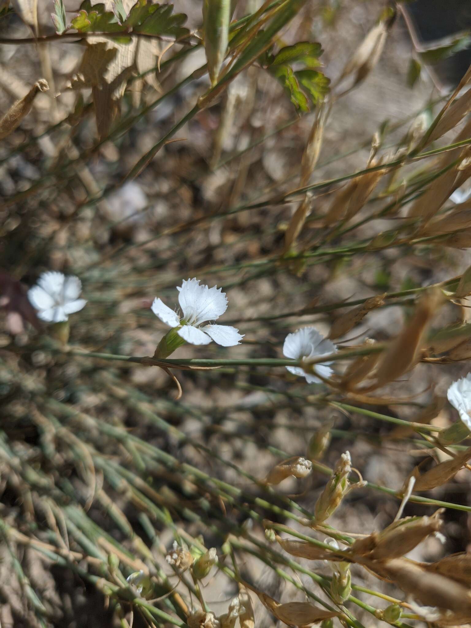 صورة Dianthus humilis Willd. ex Ledeb.