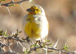 Image of Citron-headed Yellow Finch