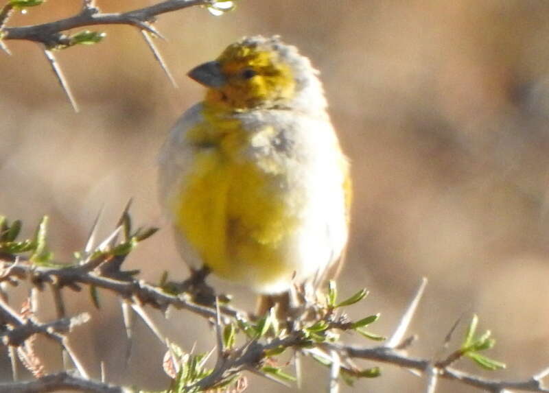 Image of Citron-headed Yellow Finch