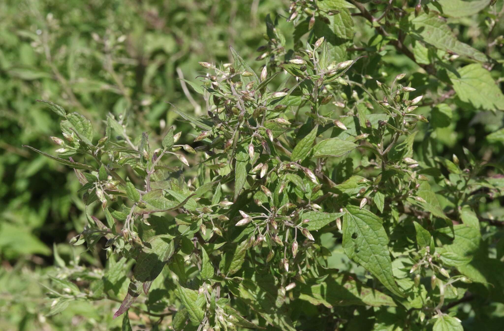 Plancia ëd Brickellia rusbyi A. Gray