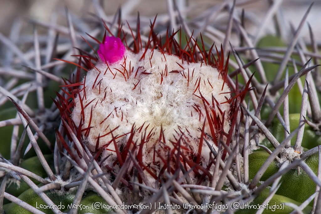 Sivun Melocactus violaceus subsp. violaceus kuva