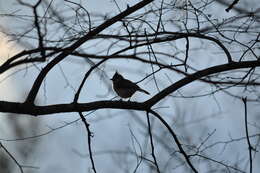 Image of American Titmice