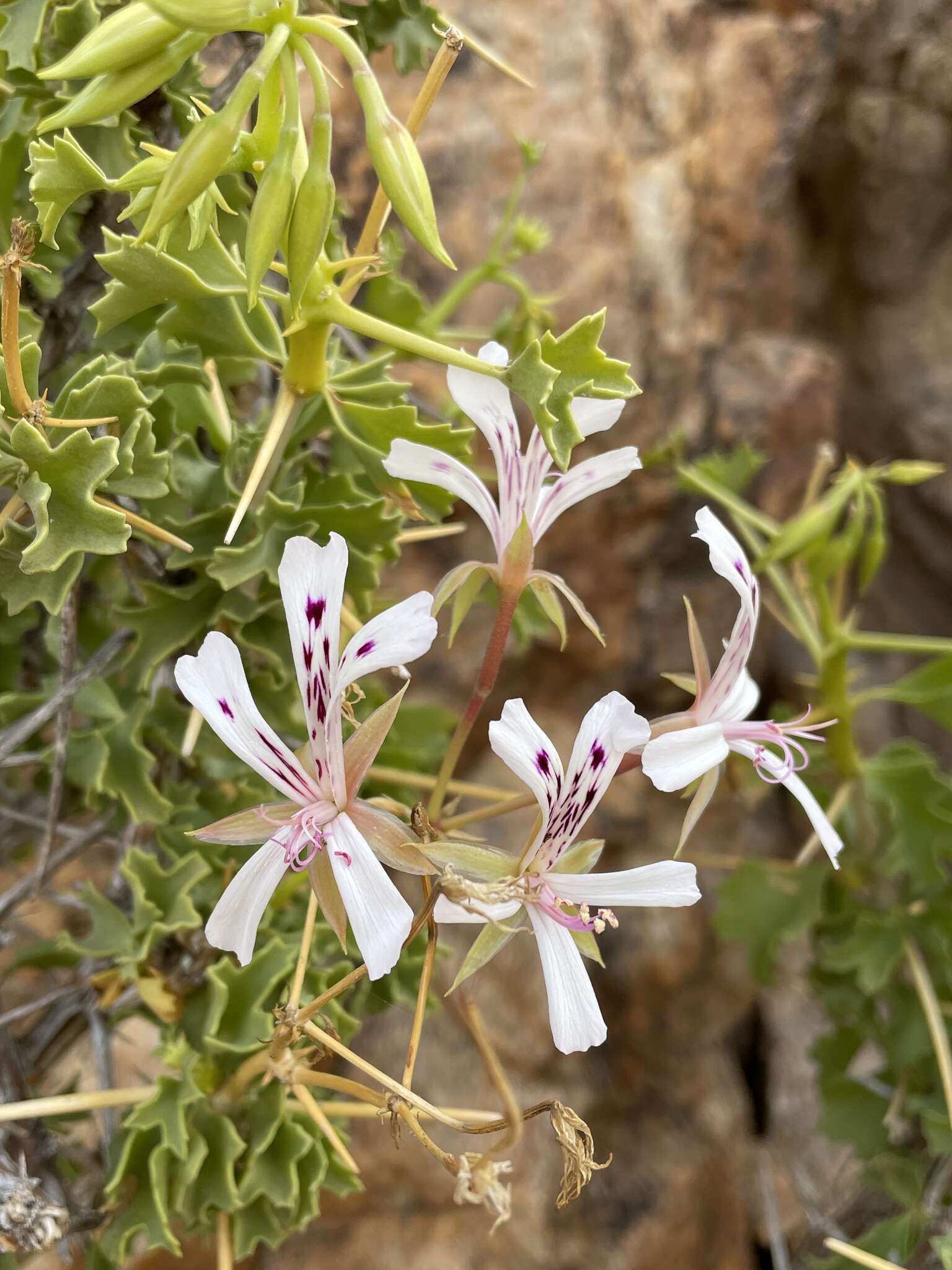 Image of Pelargonium spinosum Willd.