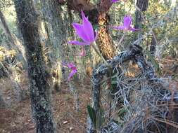 Image of Laelia furfuracea Lindl.