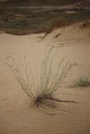 صورة Agropyron dasyanthum Ledeb.