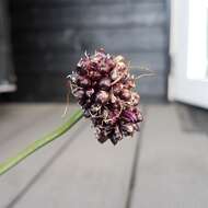 Allium scorodoprasum L.的圖片