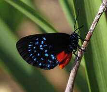 Слика од Eumaeus atala (Poey 1832)