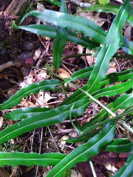 Image of Plagiogyria euphlebia (Kunze) Mett.