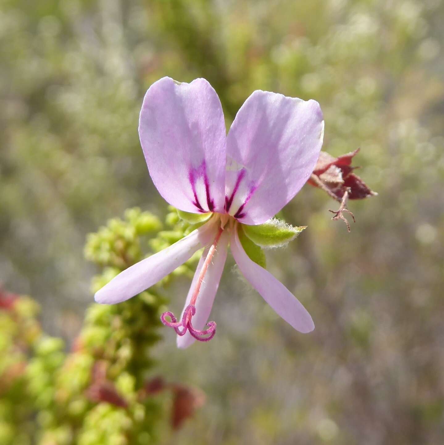 Image of Pelargonium crispum (Berg.) L'Her.