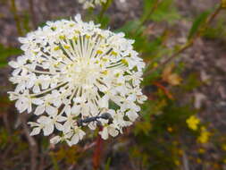 Image of Trachymene composita var. composita