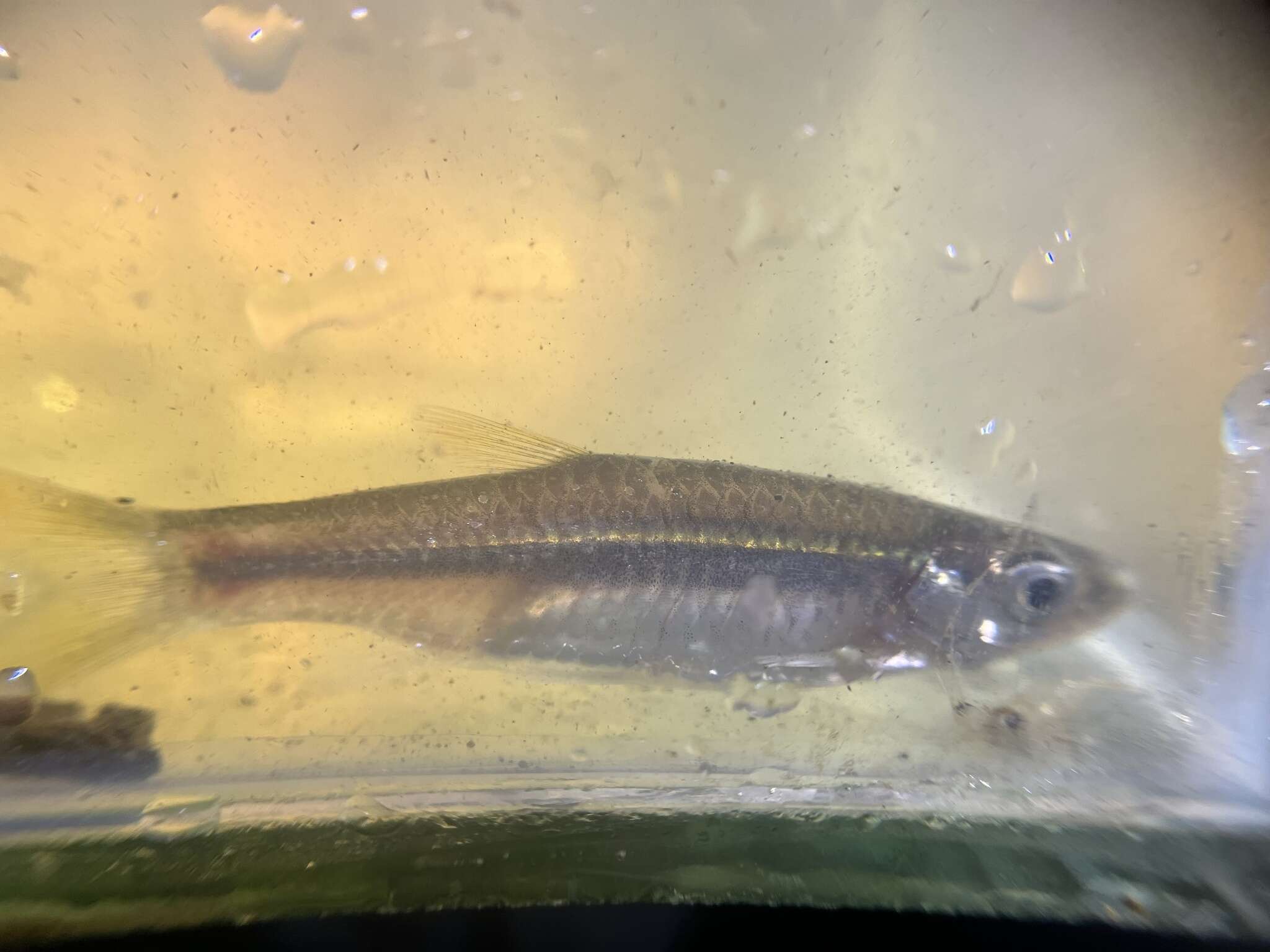 Image of Southeast Asian yellowtail rasbora