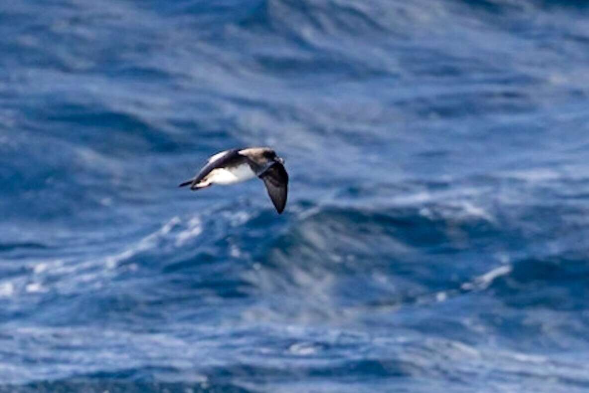 Image of Atlantic Petrel