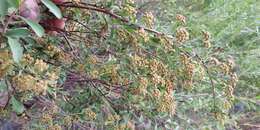 Image of Spiraea crenata L.