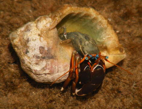 Слика од Calcinus laevimanus (Randall 1840)