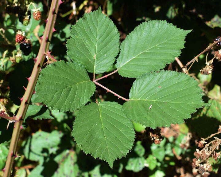 Rubus bifrons Vest ex Tratt. resmi