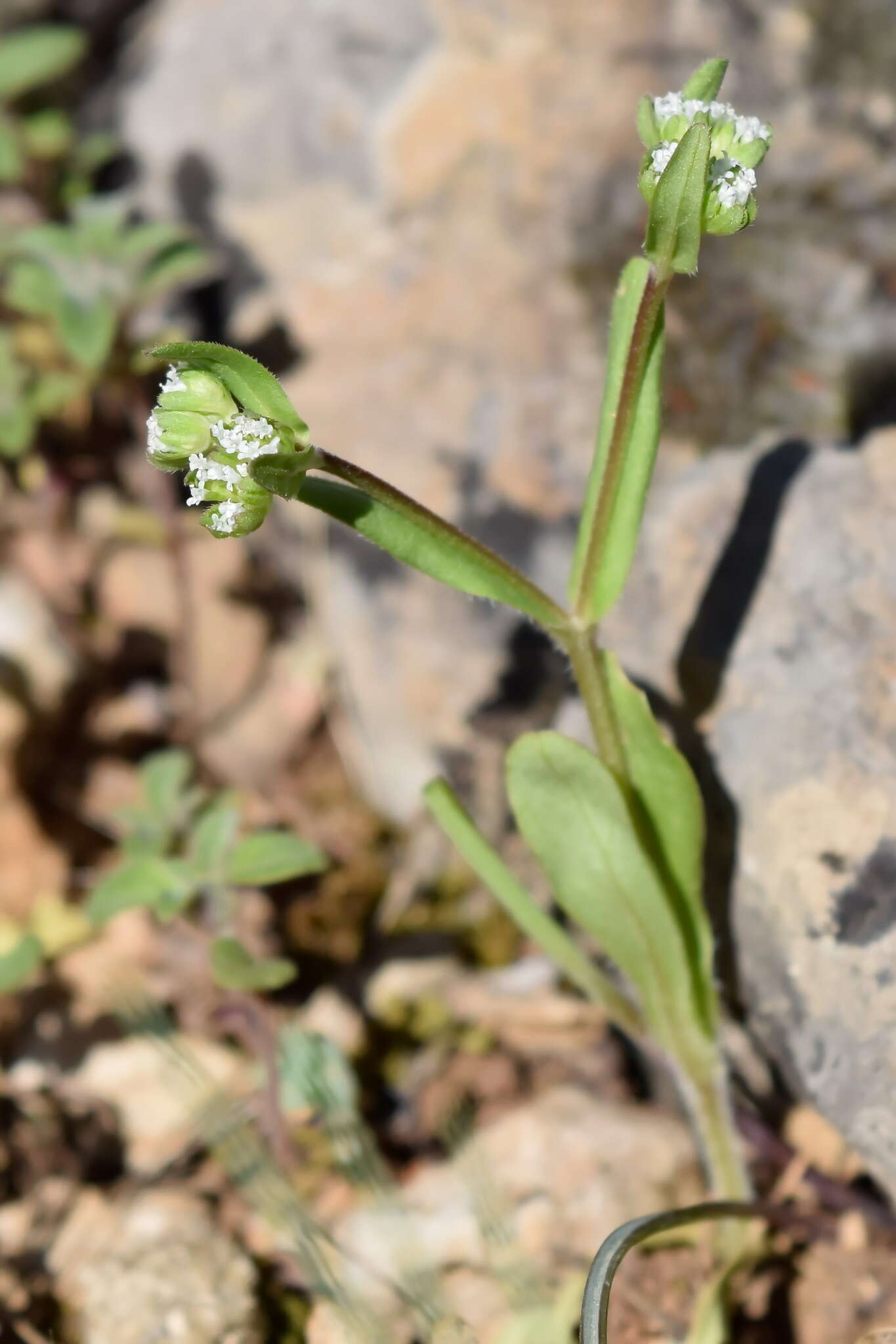 Image of European cornsalad