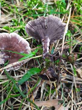 Thelephora caryophyllea (Schaeff.) Pers. 1801 resmi