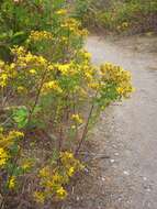 صورة Hypericum perforatum subsp. perforatum