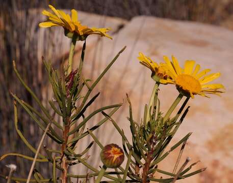 Imagem de Euryops brevilobus Compton