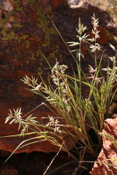 Enneapogon avenaceus (Lindl.) C. E. Hubb. resmi