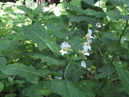 Image of Impatiens edgeworthii Hook. fil.