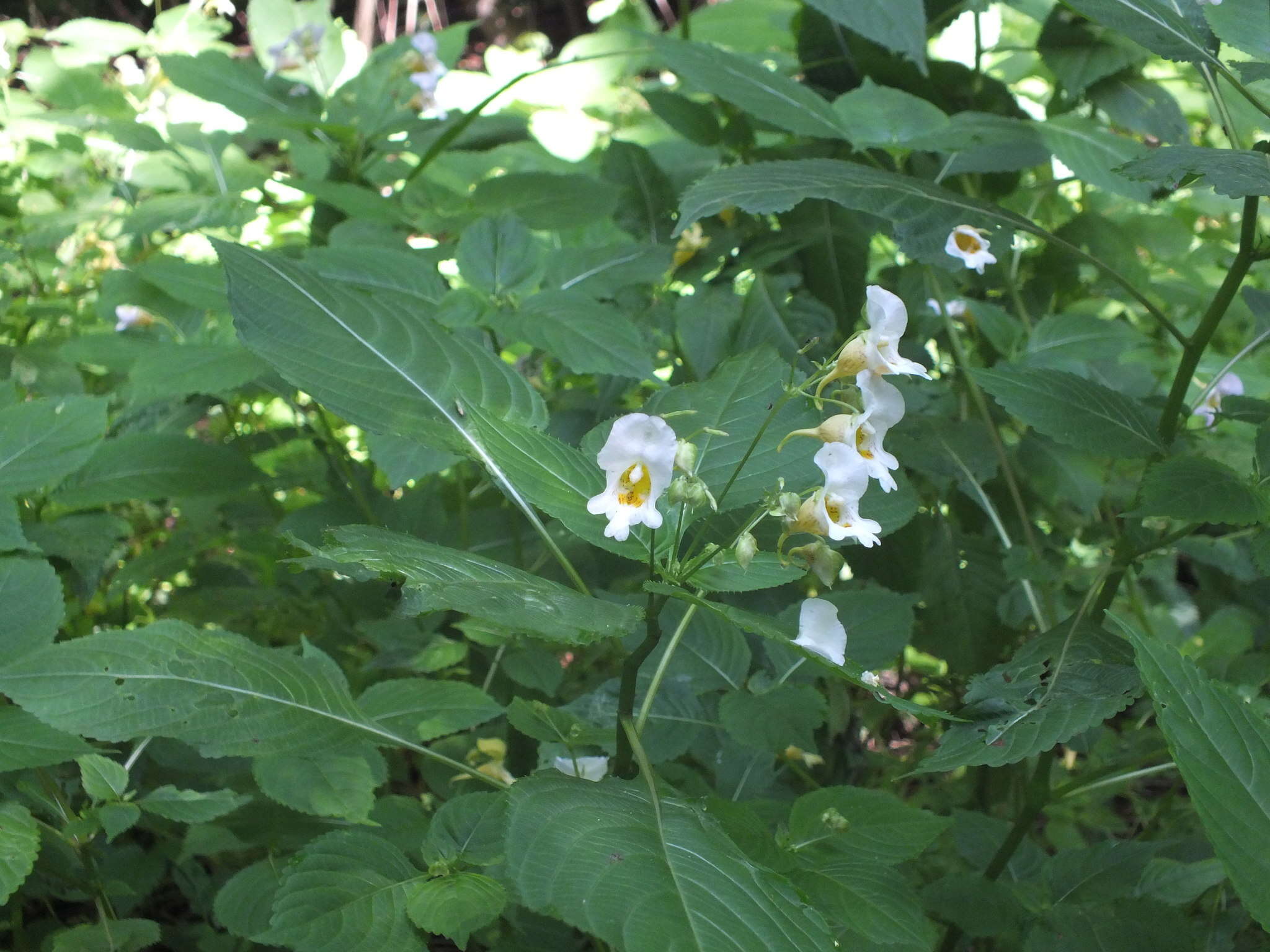 Image of Impatiens edgeworthii Hook. fil.