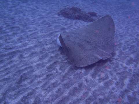 Image of Spiny Butterfly Ray