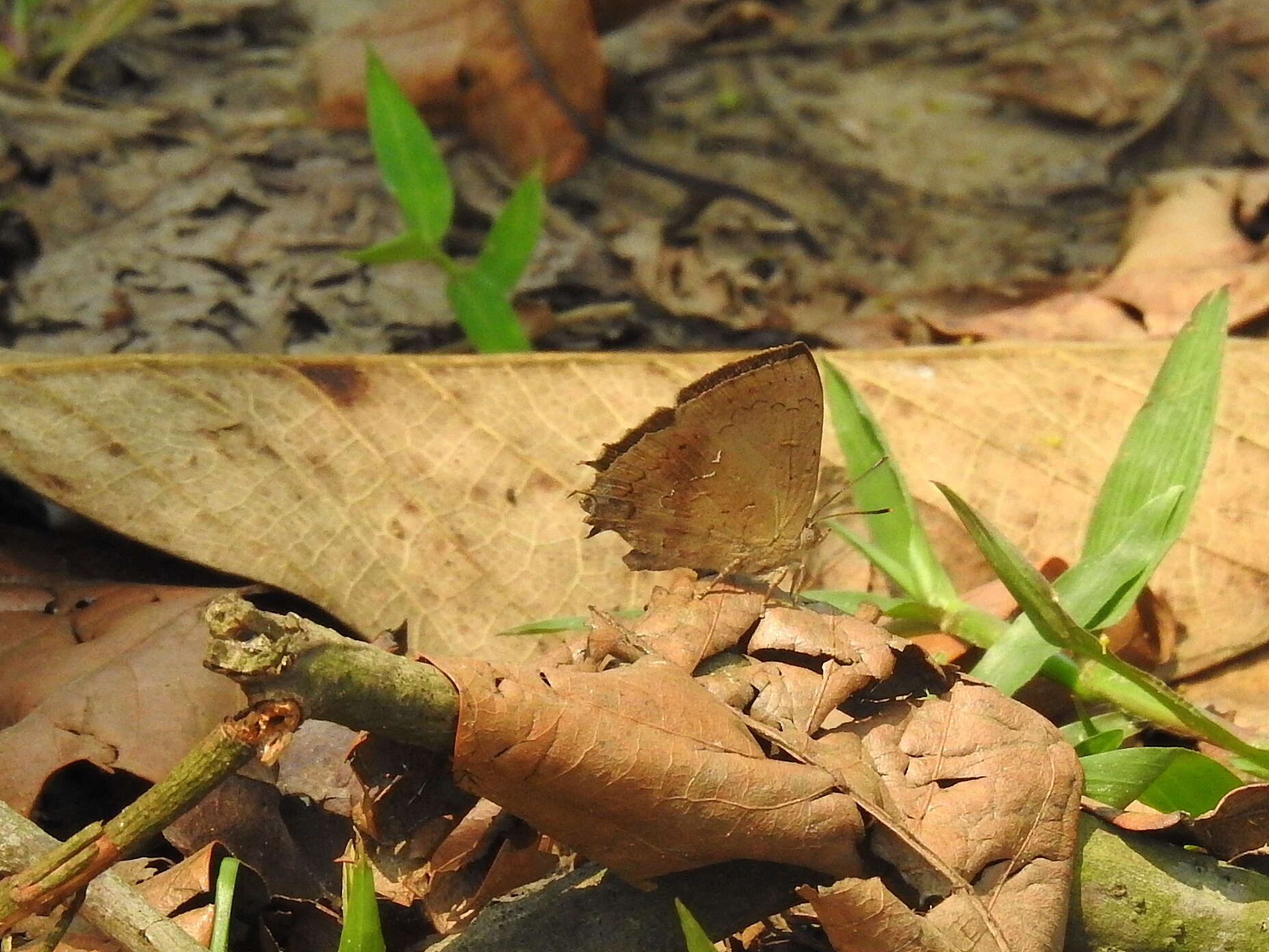 Surendra quercetorum (Moore 1857) resmi