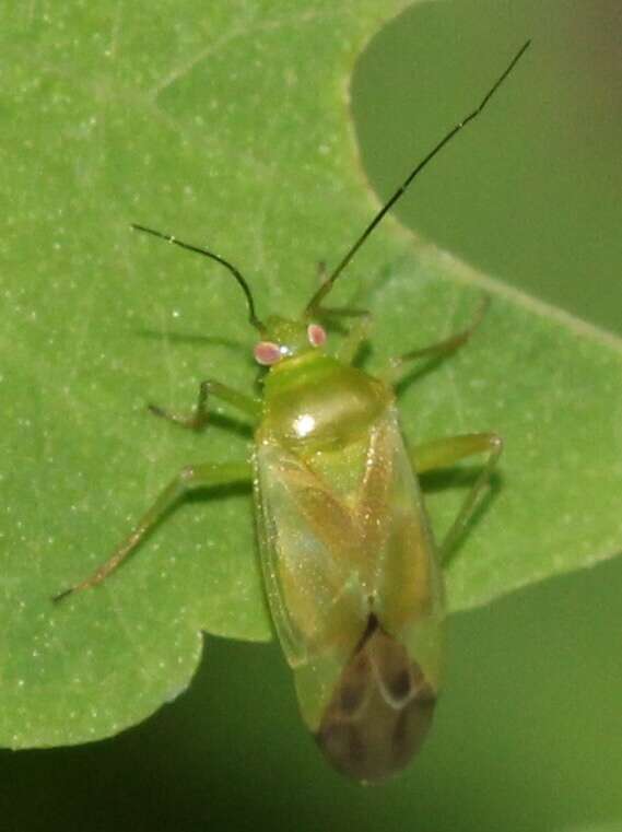 Sivun Lygocoris kuva