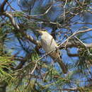 Image of South-western Singing Honeyeater