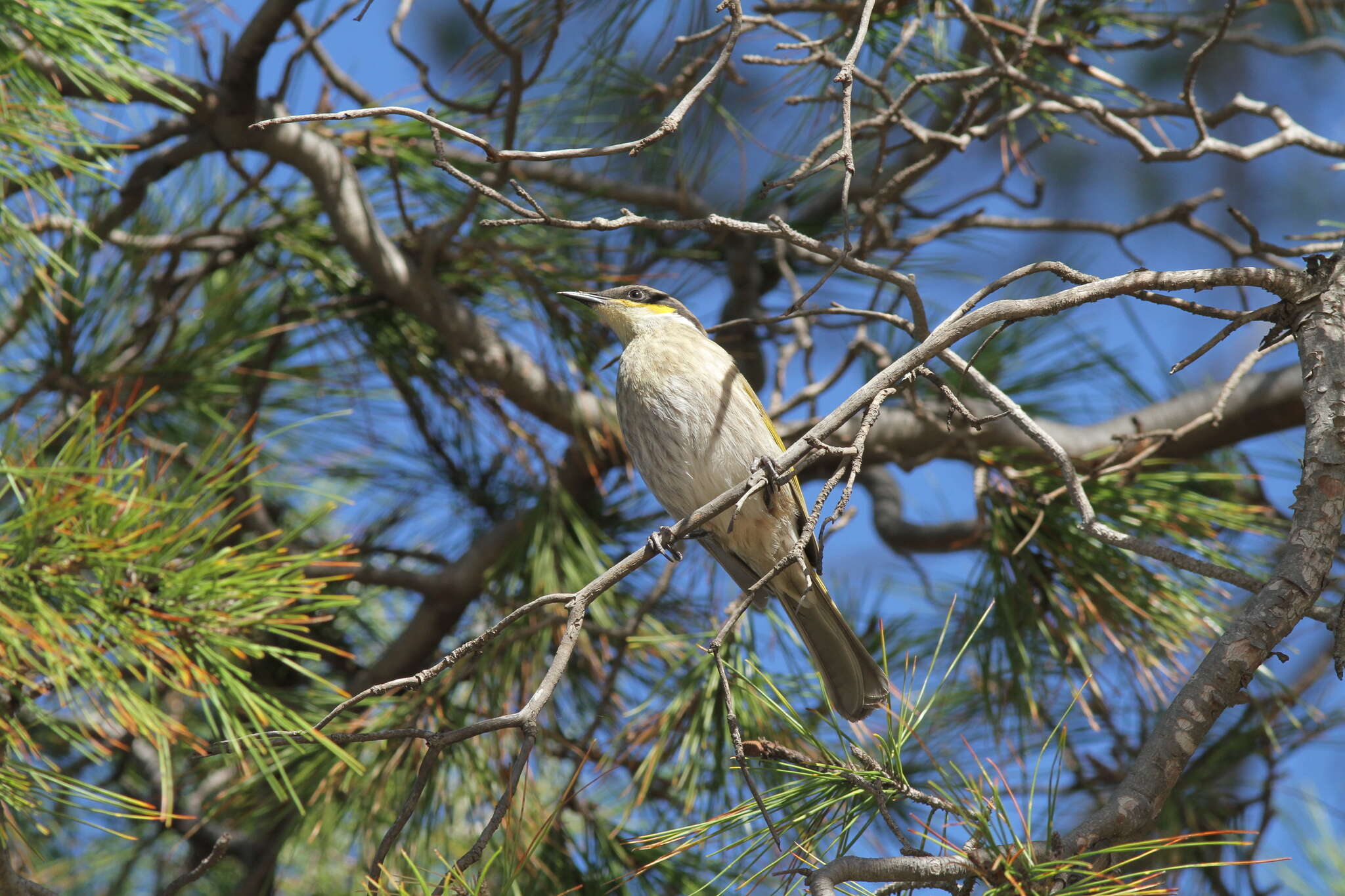 Image of Gavicalis virescens virescens (Vieillot 1817)