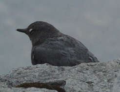 Image of American Dipper