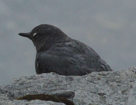 Image of American Dipper