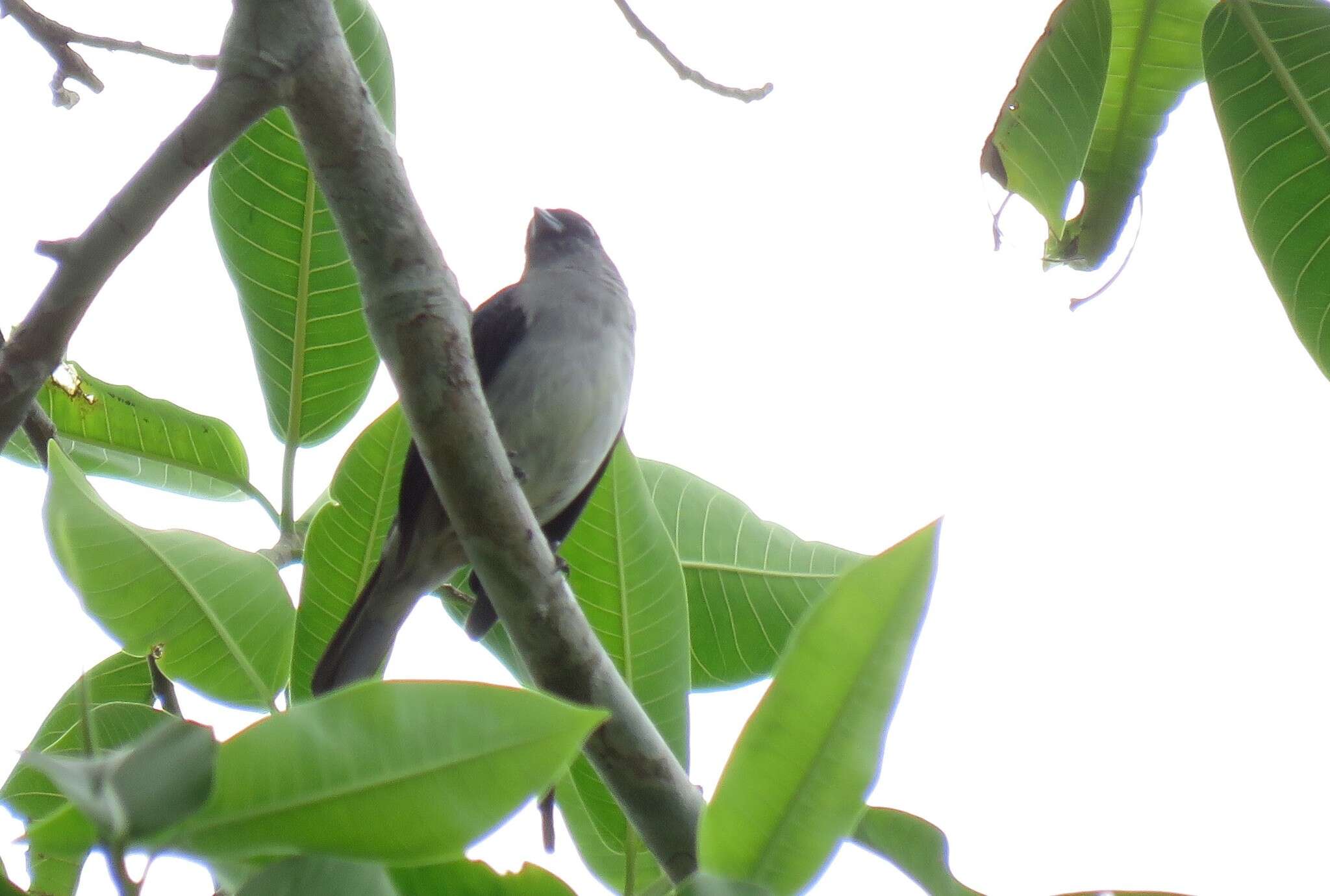 Image of Plain-colored Tanager